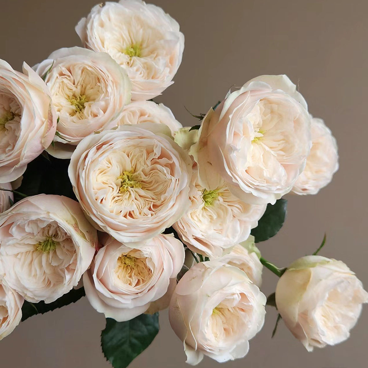 Dutch Florist Shrub Rose Inspired by Darlington