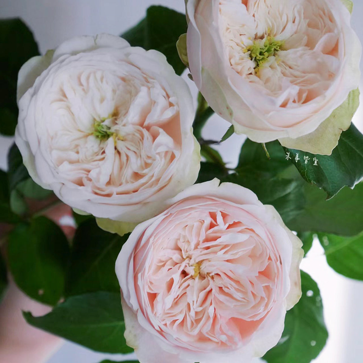 Dutch Florist Shrub Rose Inspired by Darlington