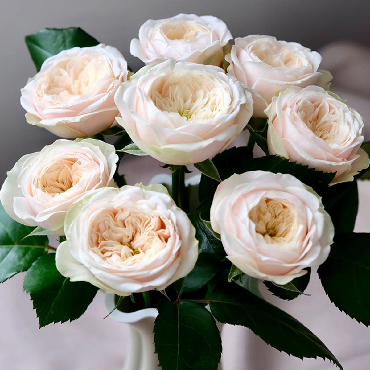 Dutch Florist Shrub Rose Inspired by Darlington
