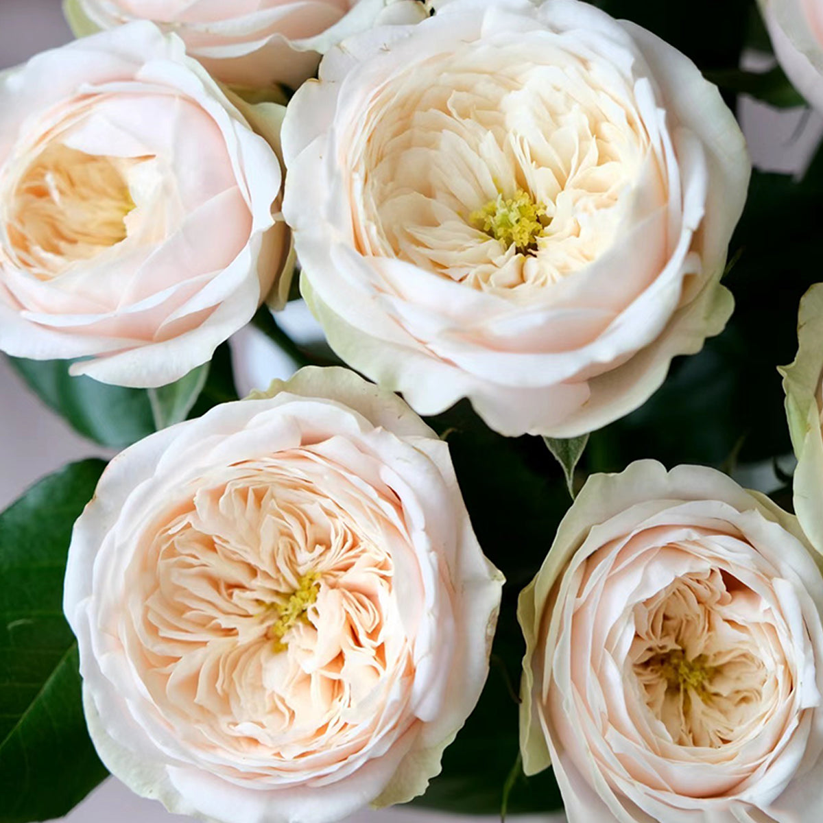 Dutch Florist Shrub Rose Inspired by Darlington