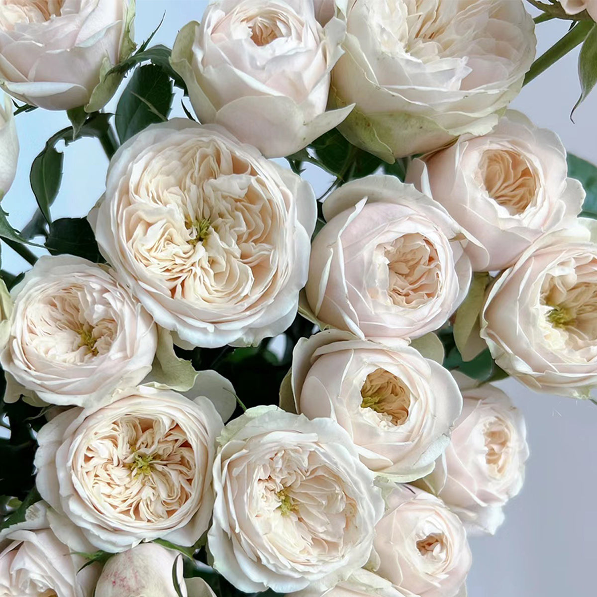 Dutch Florist Shrub Rose Inspired by Darlington