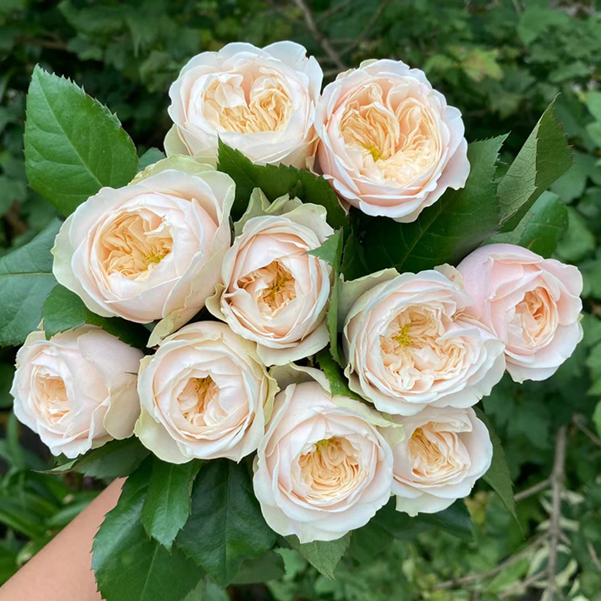 Dutch Florist Shrub Rose Inspired by Darlington
