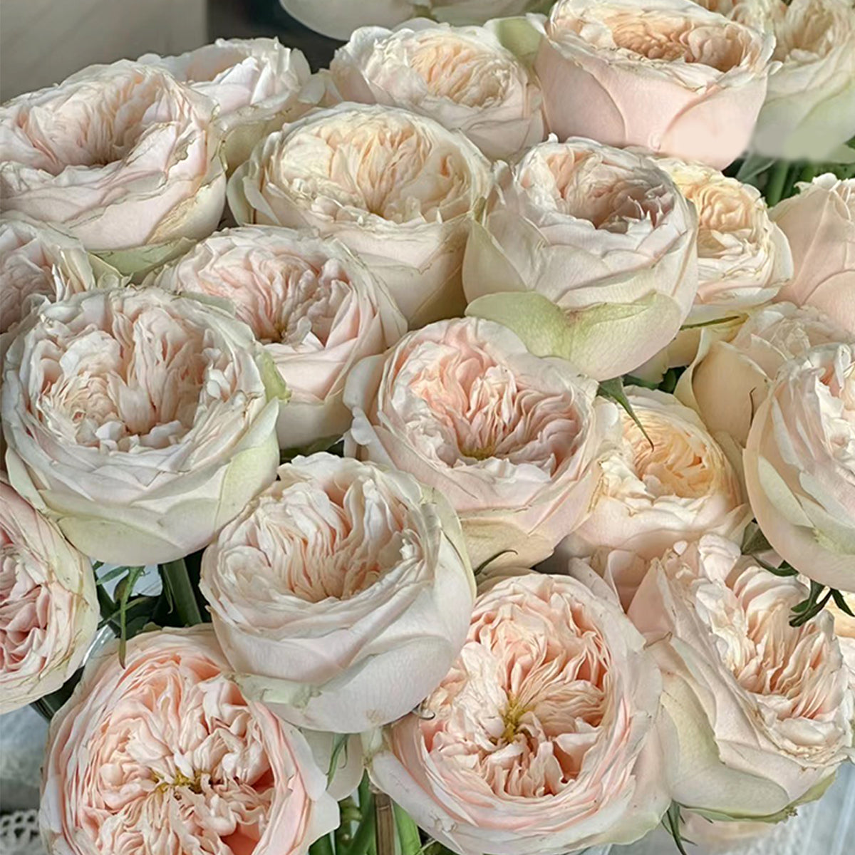 Dutch Florist Shrub Rose Inspired by Darlington