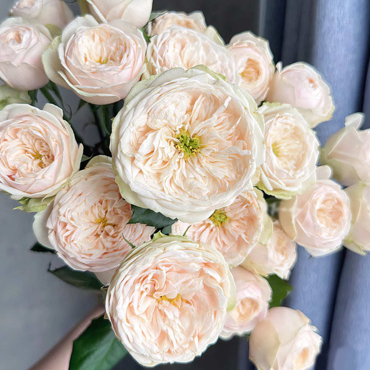 Dutch Florist Shrub Rose Inspired by Darlington