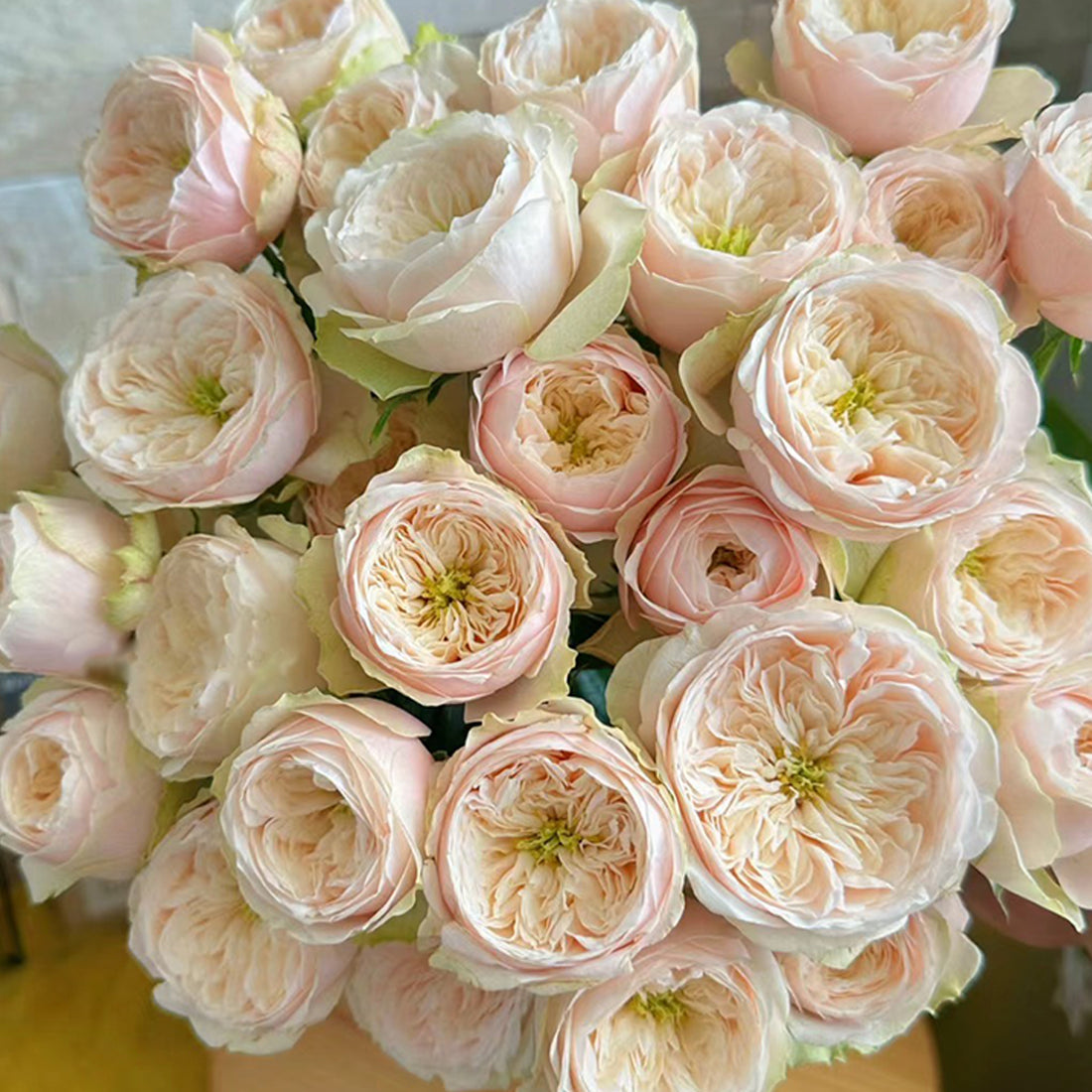 Dutch Florist Shrub Rose Inspired by Darlington