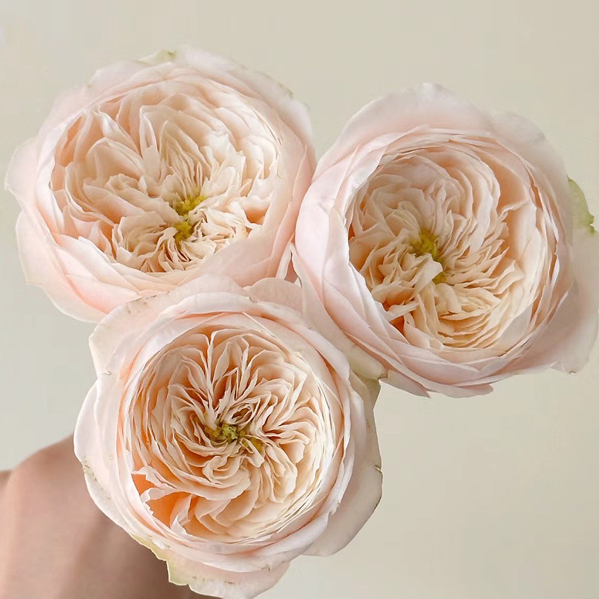 Dutch Florist Shrub Rose Inspired by Darlington
