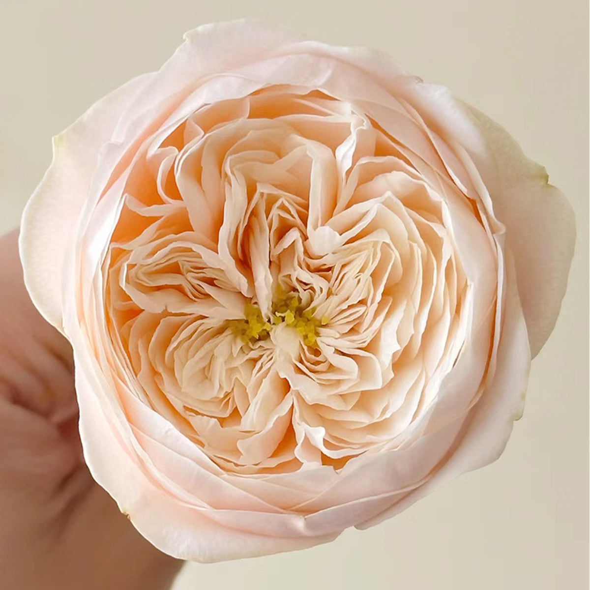 Dutch Florist Shrub Rose Inspired by Darlington