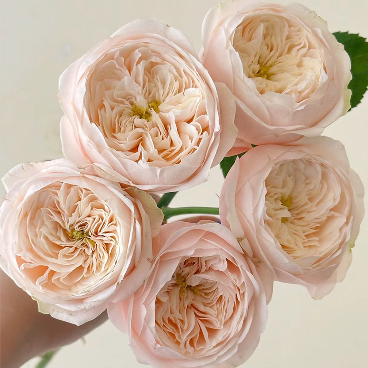 Dutch Florist Shrub Rose Inspired by Darlington