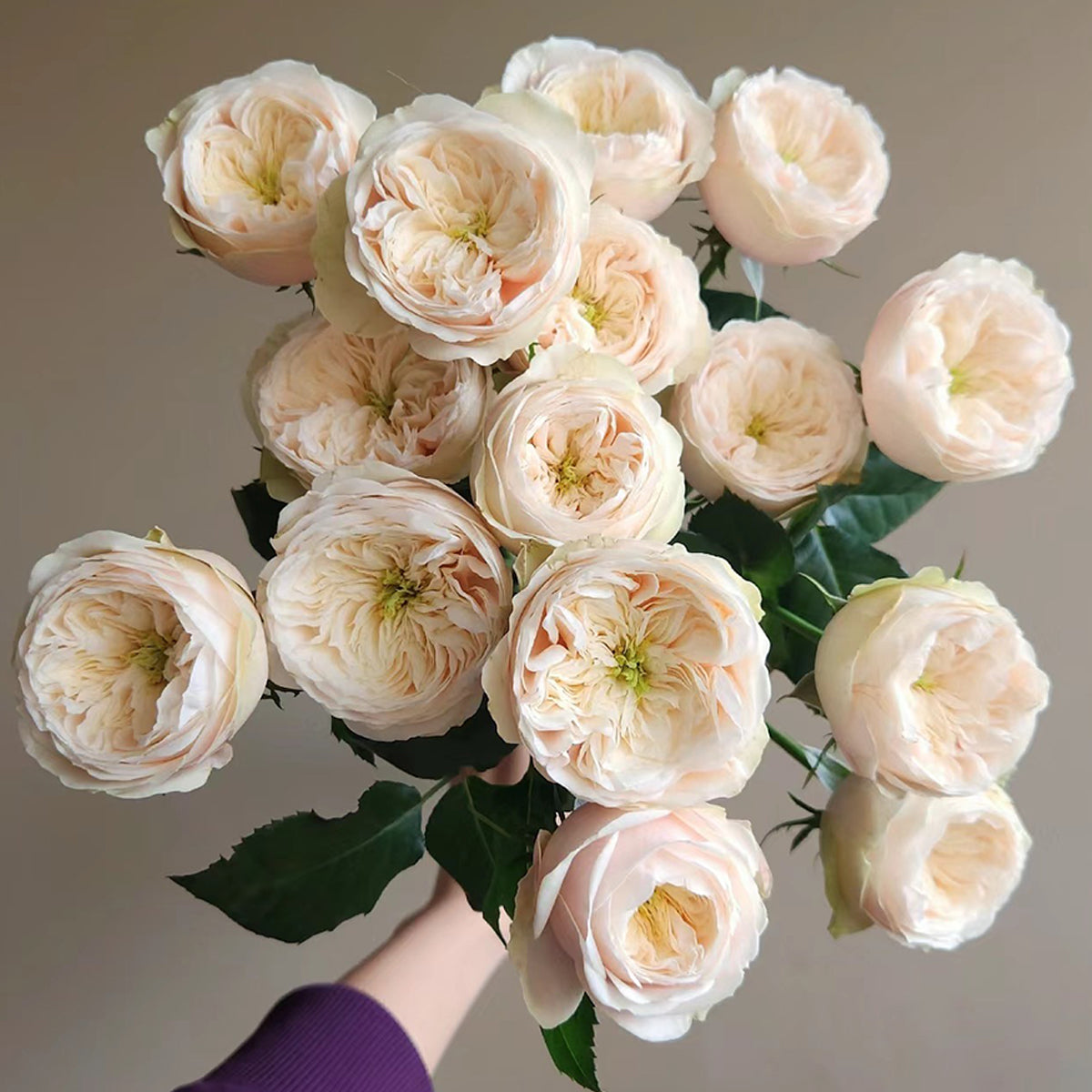 Dutch Florist Shrub Rose Inspired by Darlington