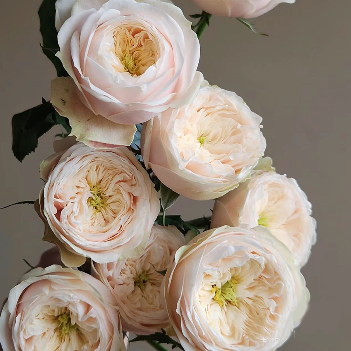 Dutch Florist Shrub Rose Inspired by Darlington