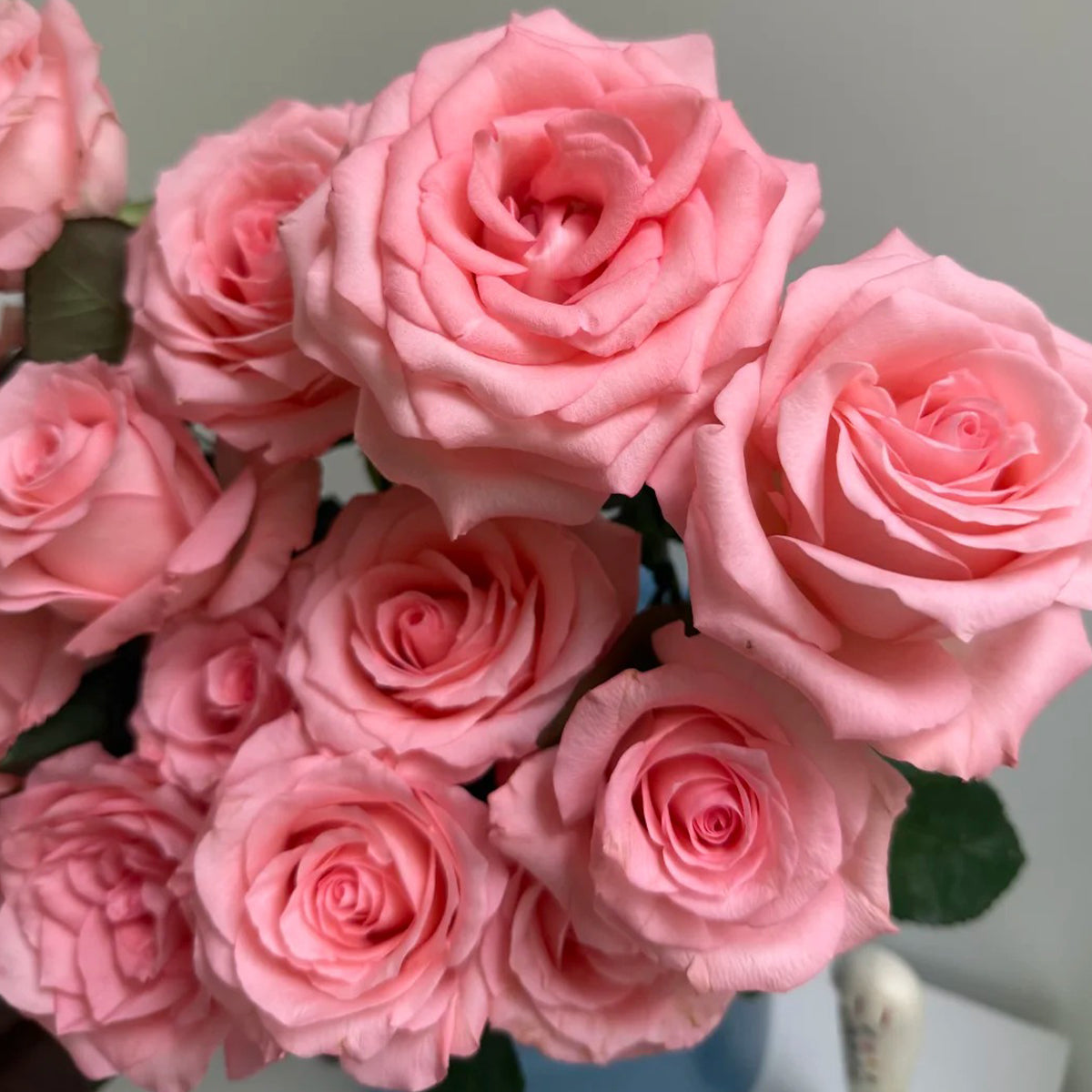 Diana German Florist Shrub Rose