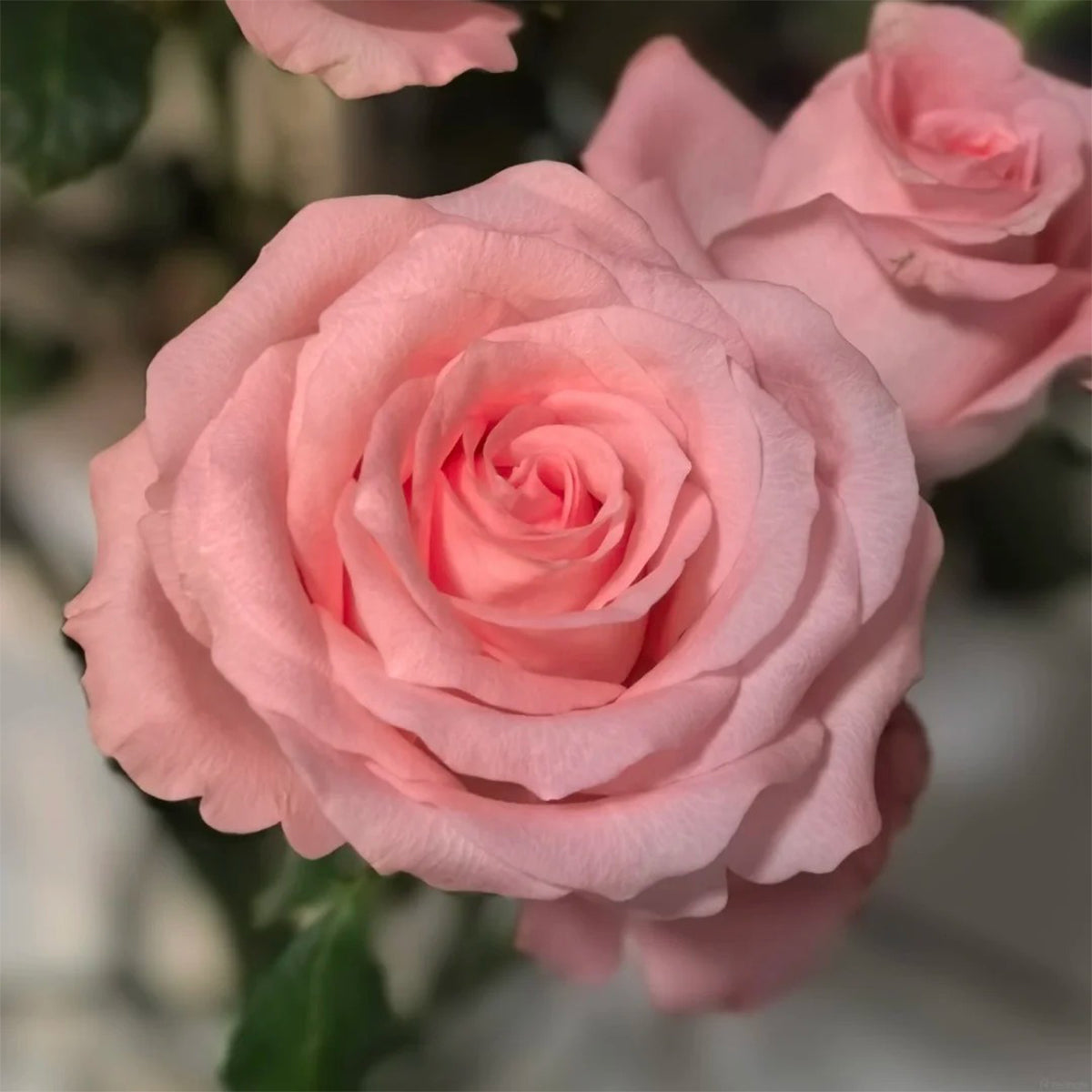 Diana German Florist Shrub Rose