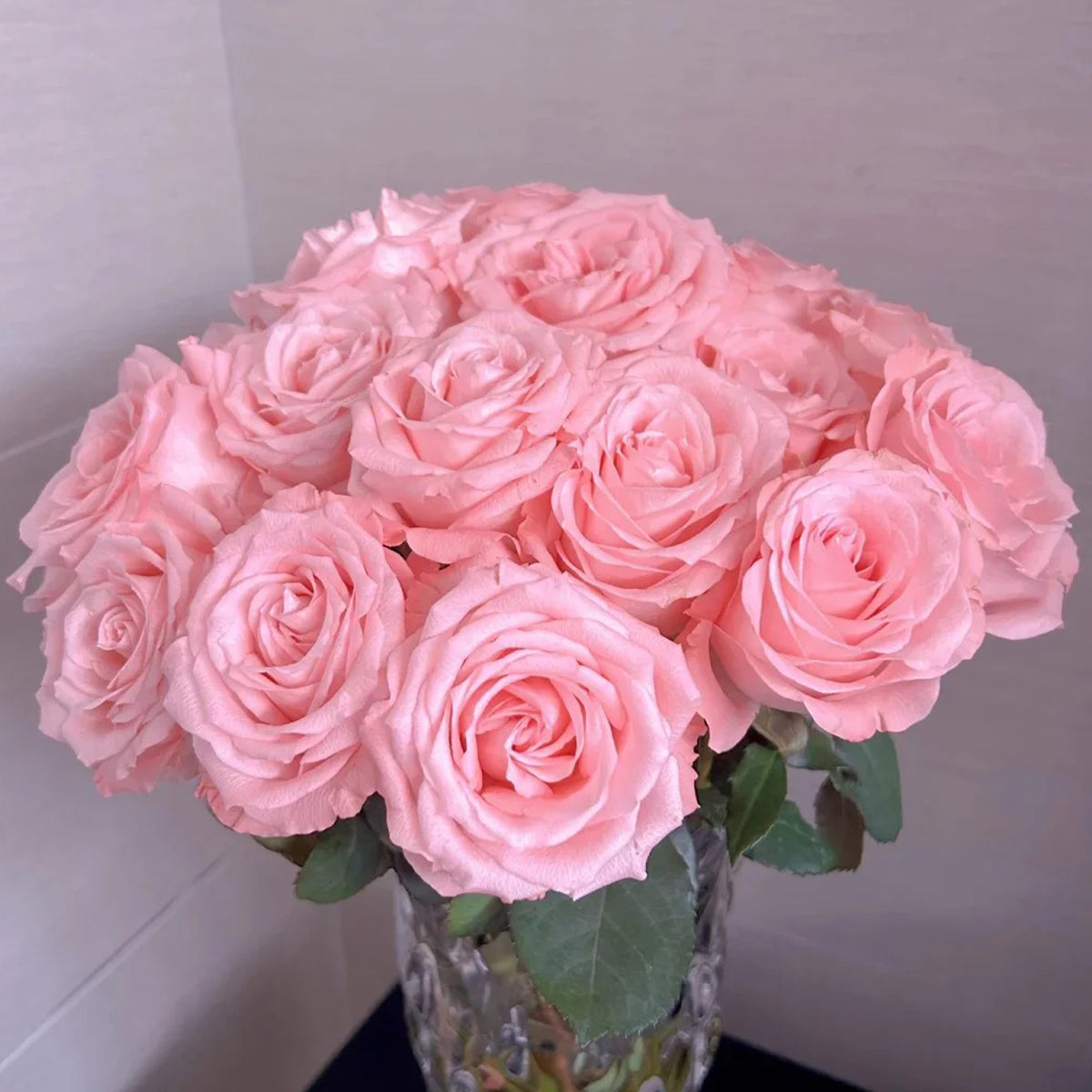 Diana German Florist Shrub Rose