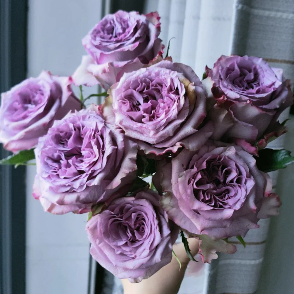 Dolcetto Dutch Florist Shrub Rose