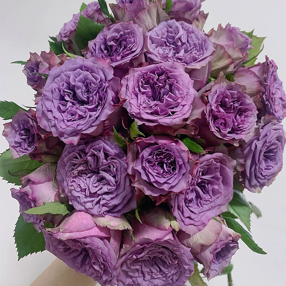 Dolcetto Dutch Florist Shrub Rose