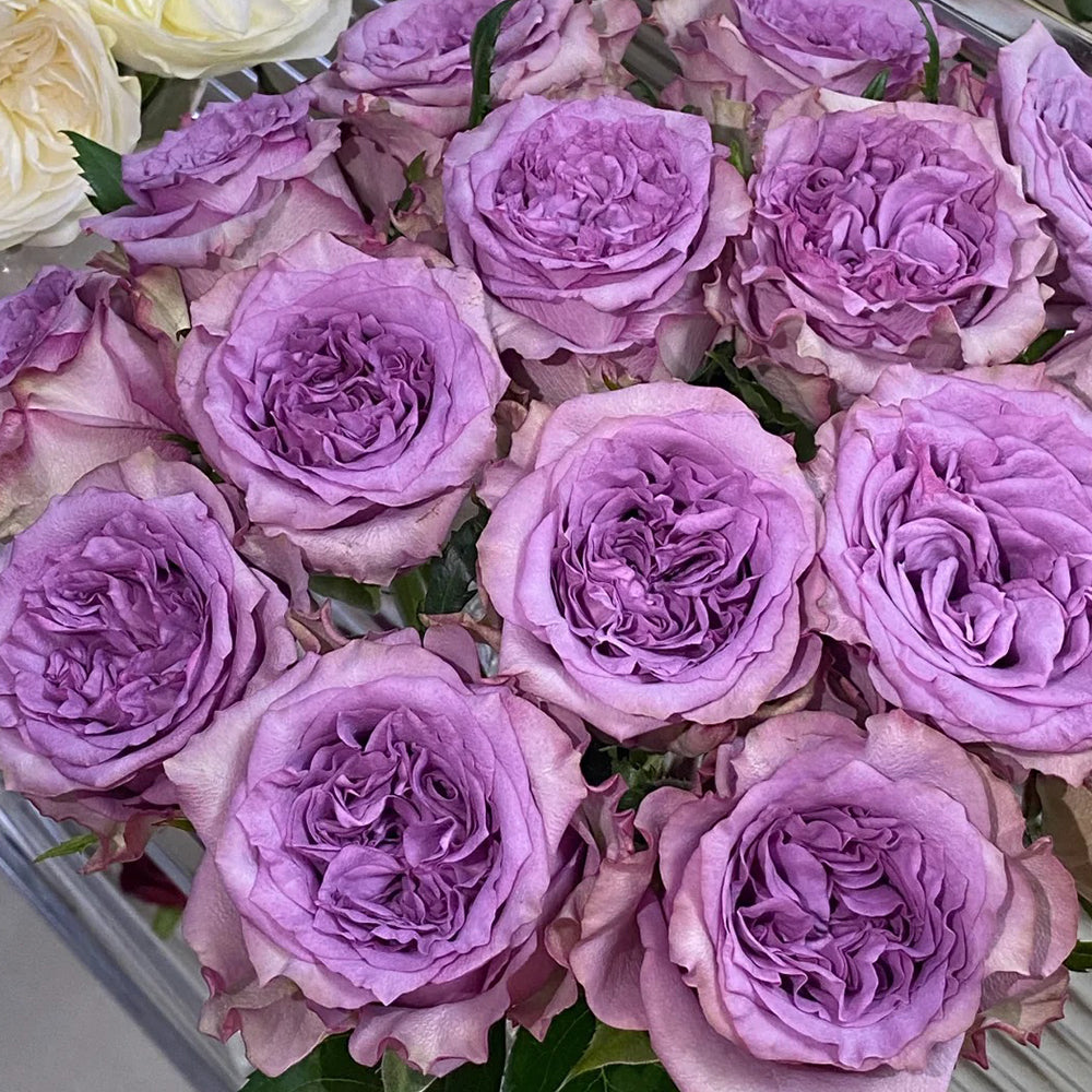 Dolcetto Dutch Florist Shrub Rose