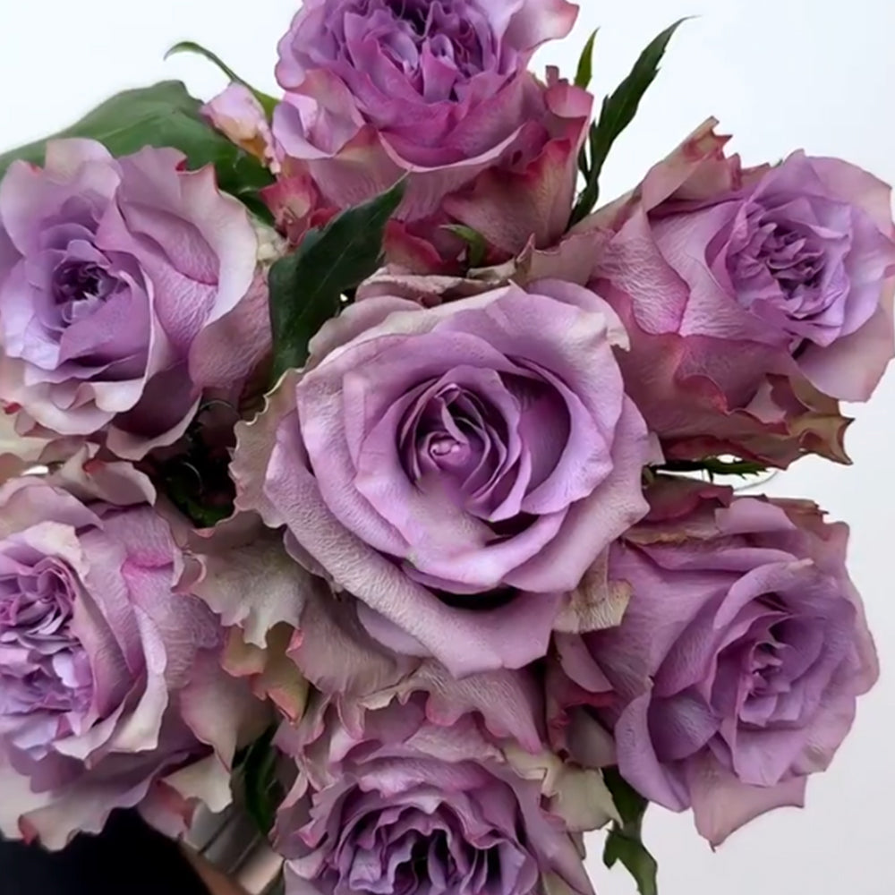 Dolcetto Dutch Florist Shrub Rose