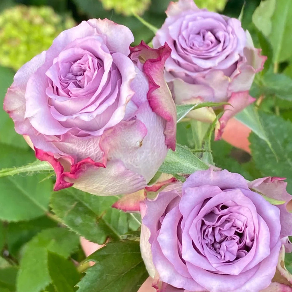 Dolcetto Dutch Florist Shrub Rose