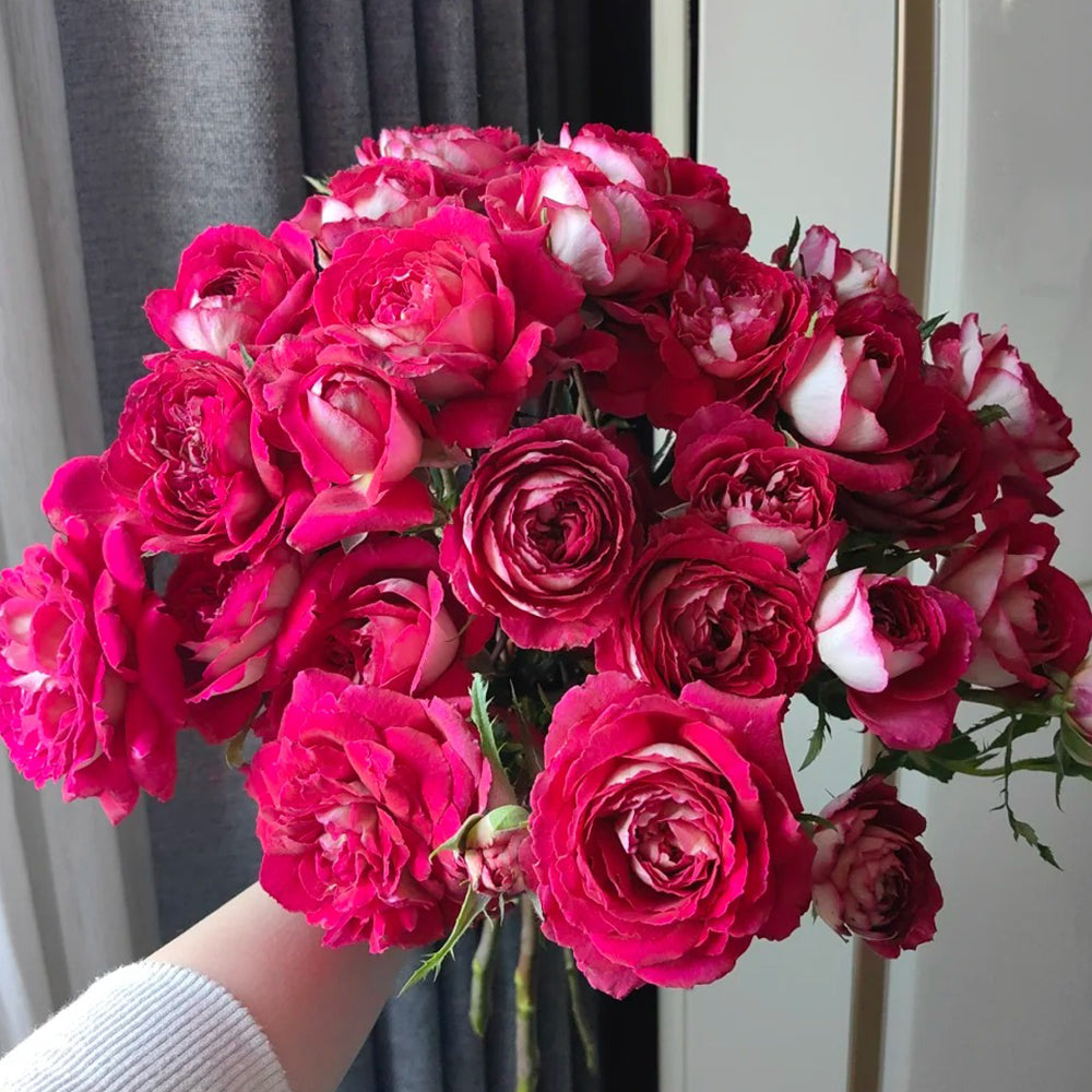 French Florist Shrub Rose Inspired by Dominique Massad