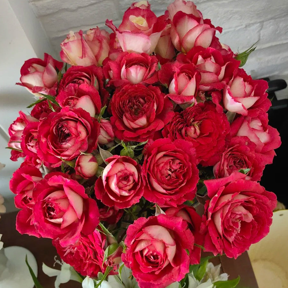 French Florist Shrub Rose Inspired by Dominique Massad