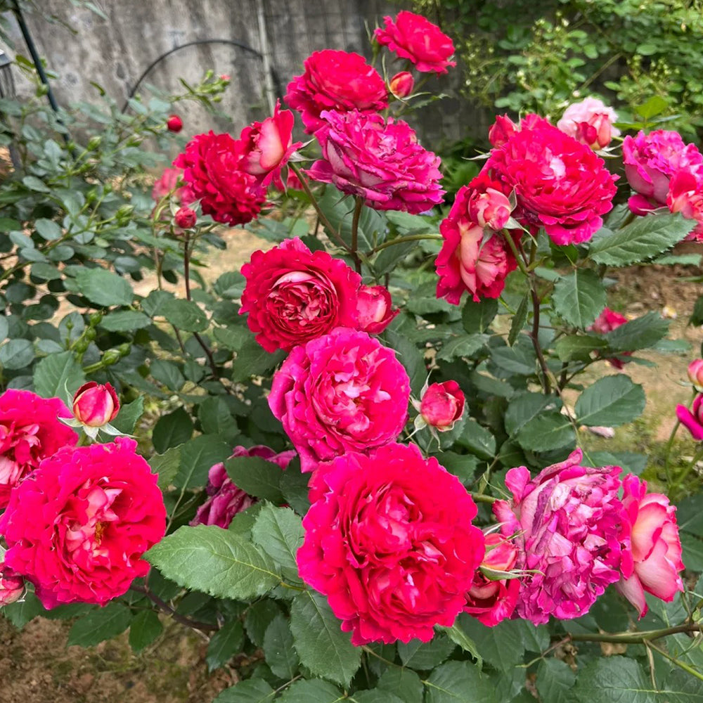 French Florist Shrub Rose Inspired by Dominique Massad