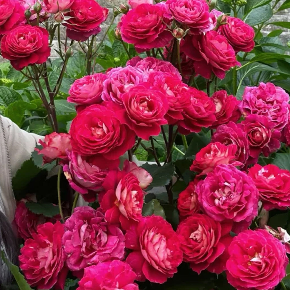 French Florist Shrub Rose Inspired by Dominique Massad