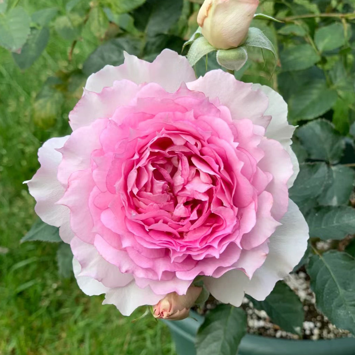 Doniazade Japanese Garden Shrub Rose
