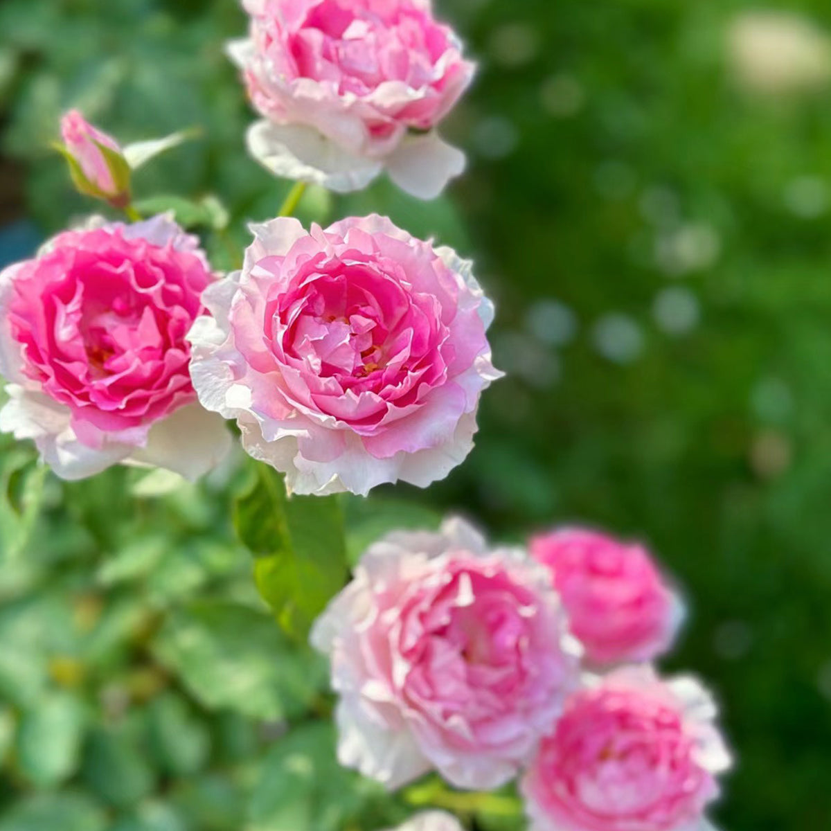Doniazade Japanese Garden Shrub Rose