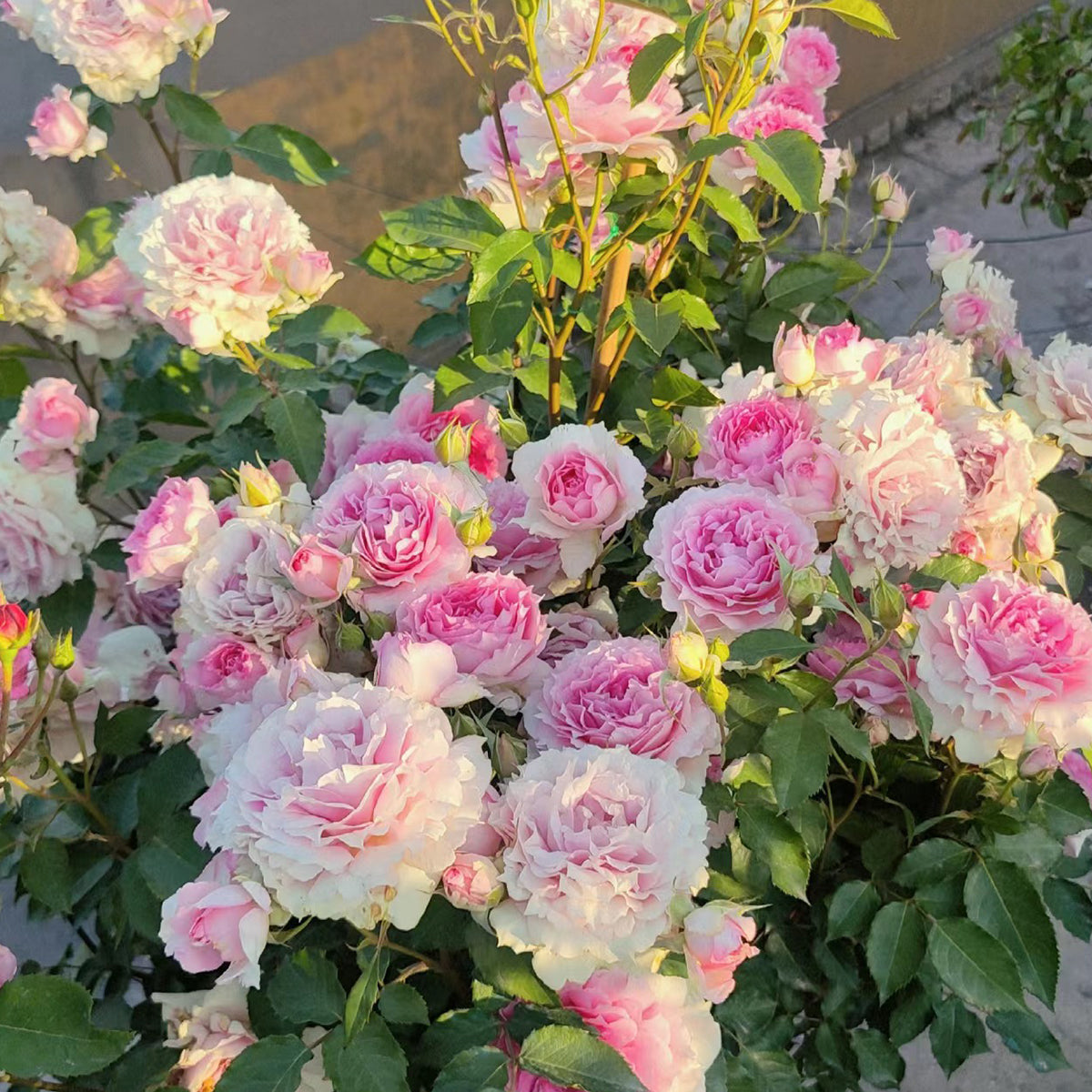 Doniazade Japanese Garden Shrub Rose