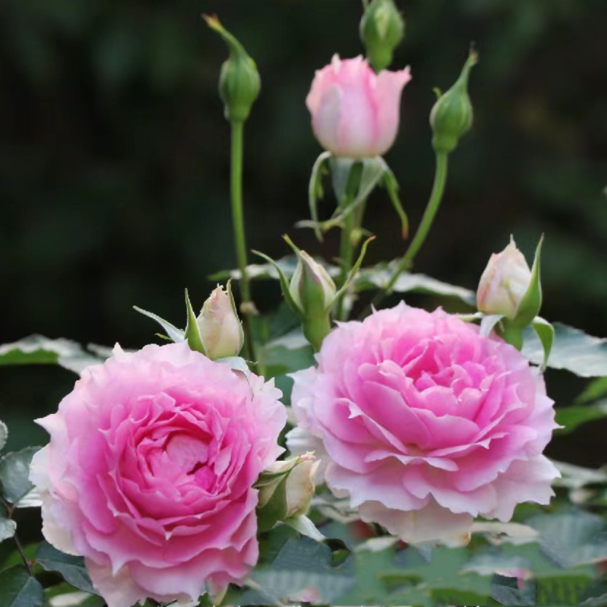 Doniazade Japanese Garden Shrub Rose