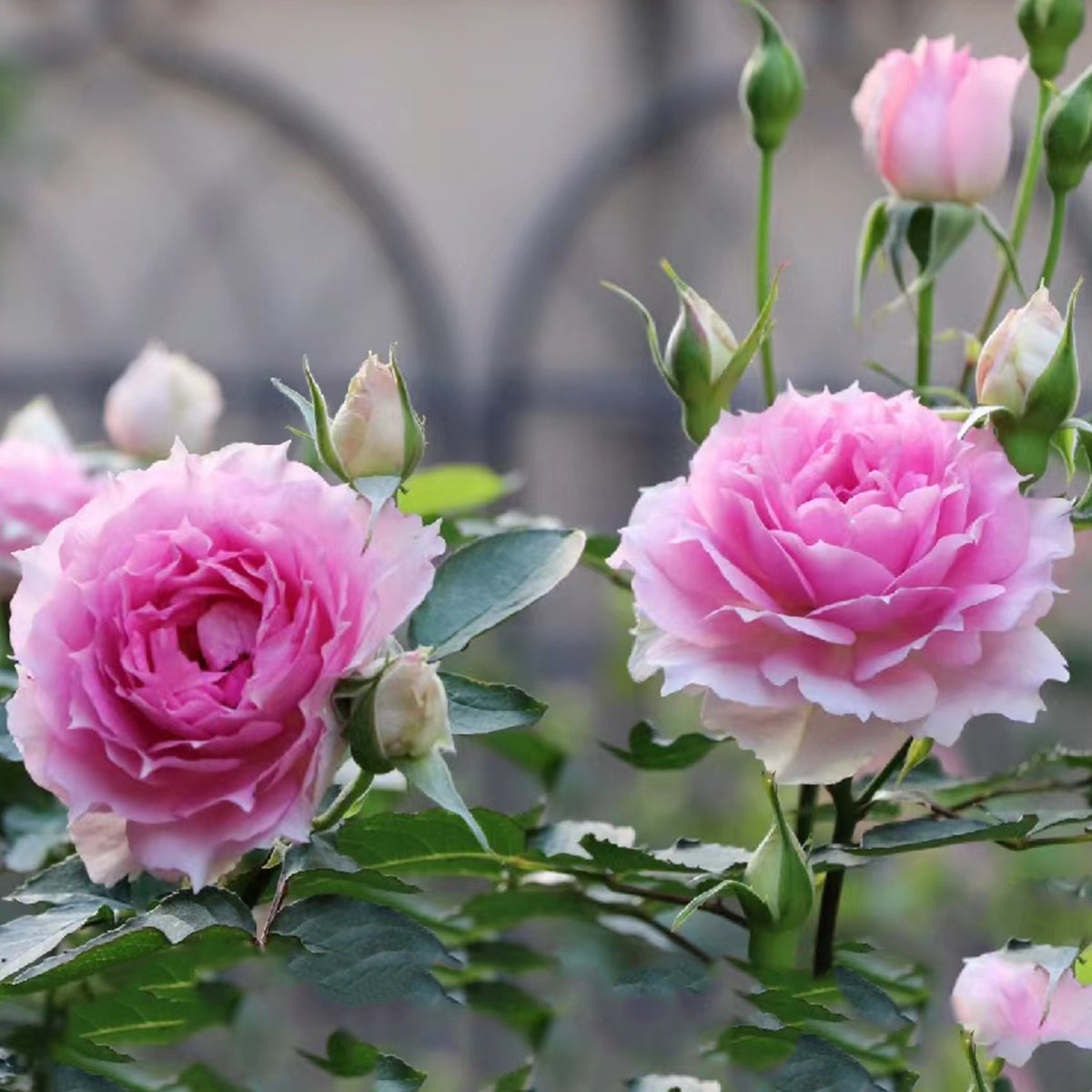Doniazade Japanese Garden Shrub Rose