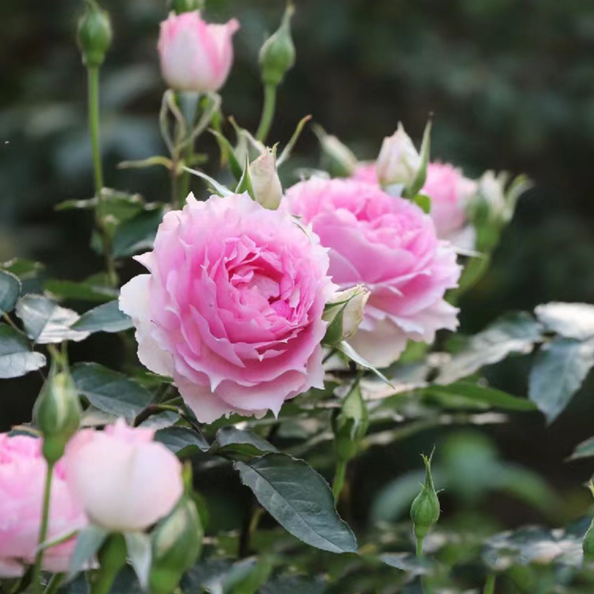 Doniazade Japanese Garden Shrub Rose