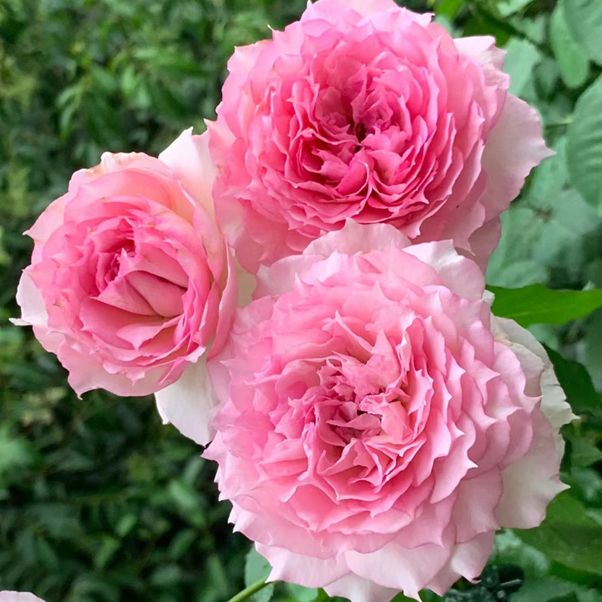 Doniazade Japanese Garden Shrub Rose