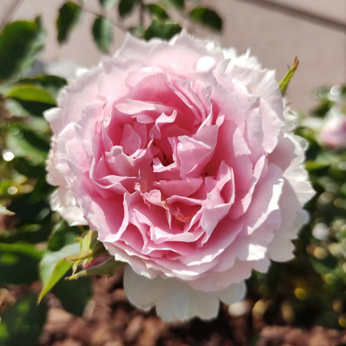 Doniazade Japanese Garden Shrub Rose
