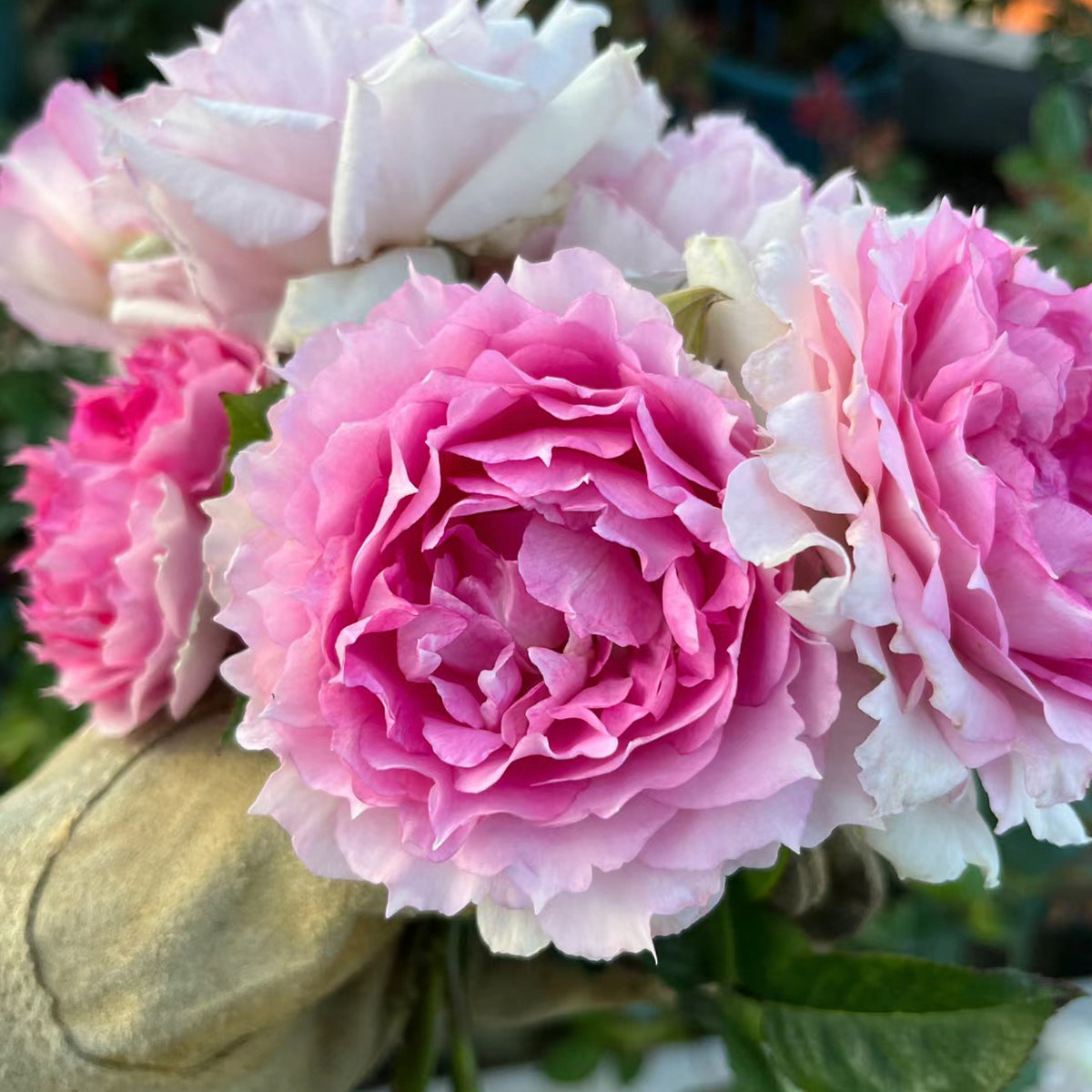Doniazade Japanese Garden Shrub Rose