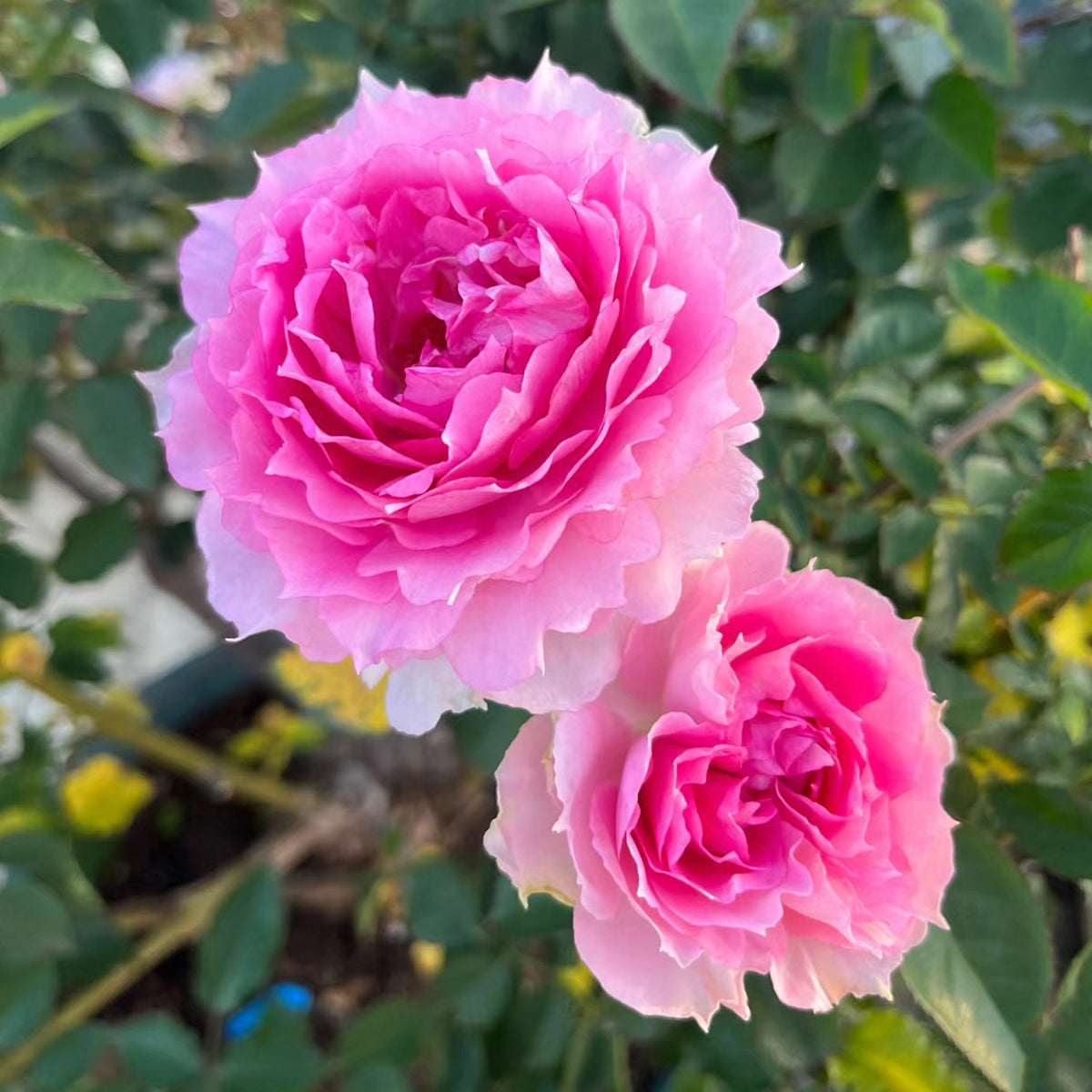 Doniazade Japanese Garden Shrub Rose