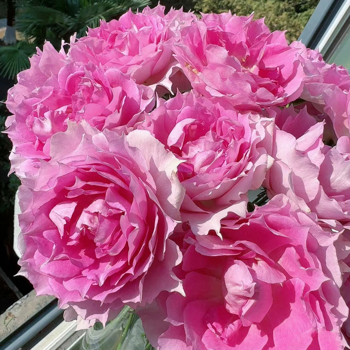 Doniazade Japanese Garden Shrub Rose