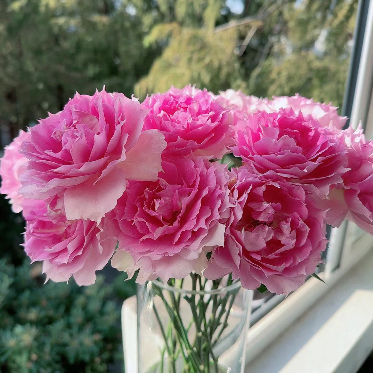 Doniazade Japanese Garden Shrub Rose