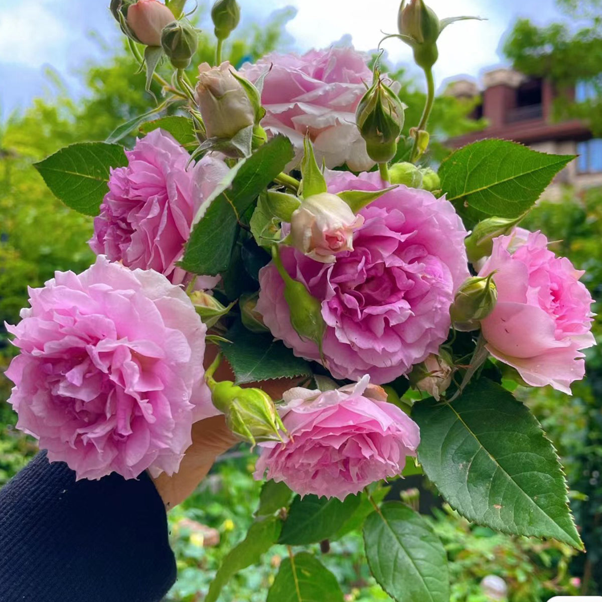 Doniazade Japanese Garden Shrub Rose