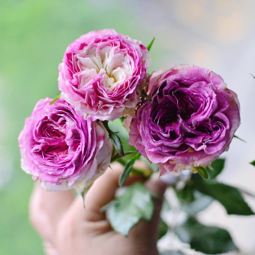 Dutch Florist Shrub Rose Inspired by Dory