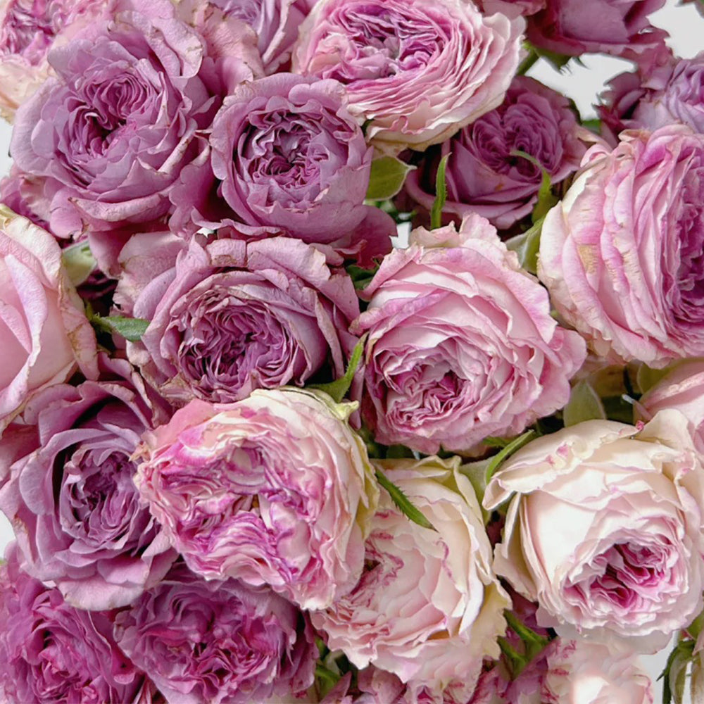 Dutch Florist Shrub Rose Inspired by Dory