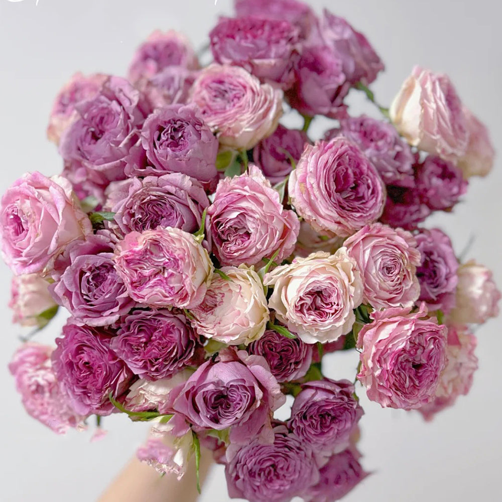 Dutch Florist Shrub Rose Inspired by Dory