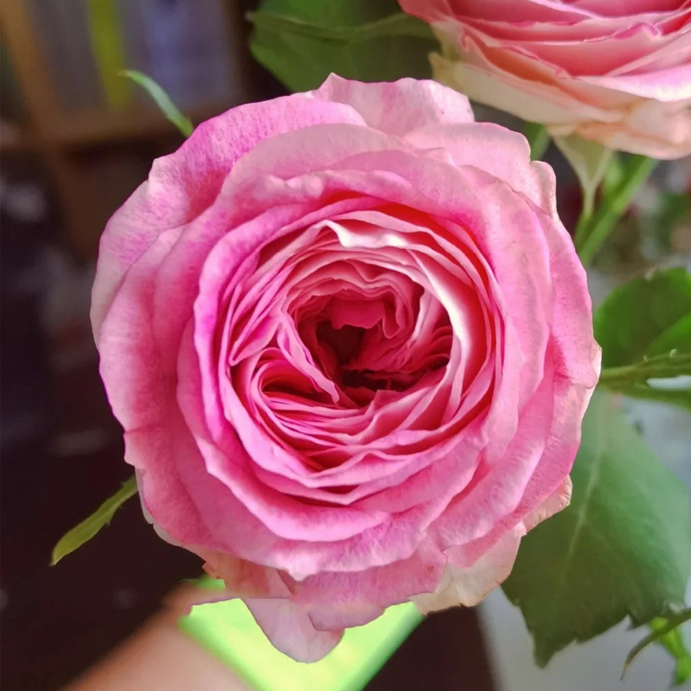 Dutch Florist Shrub Rose Inspired by Dory