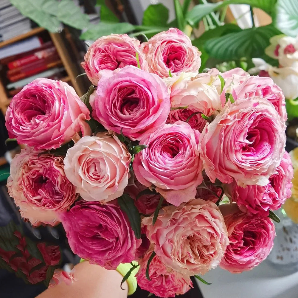 Dutch Florist Shrub Rose Inspired by Dory