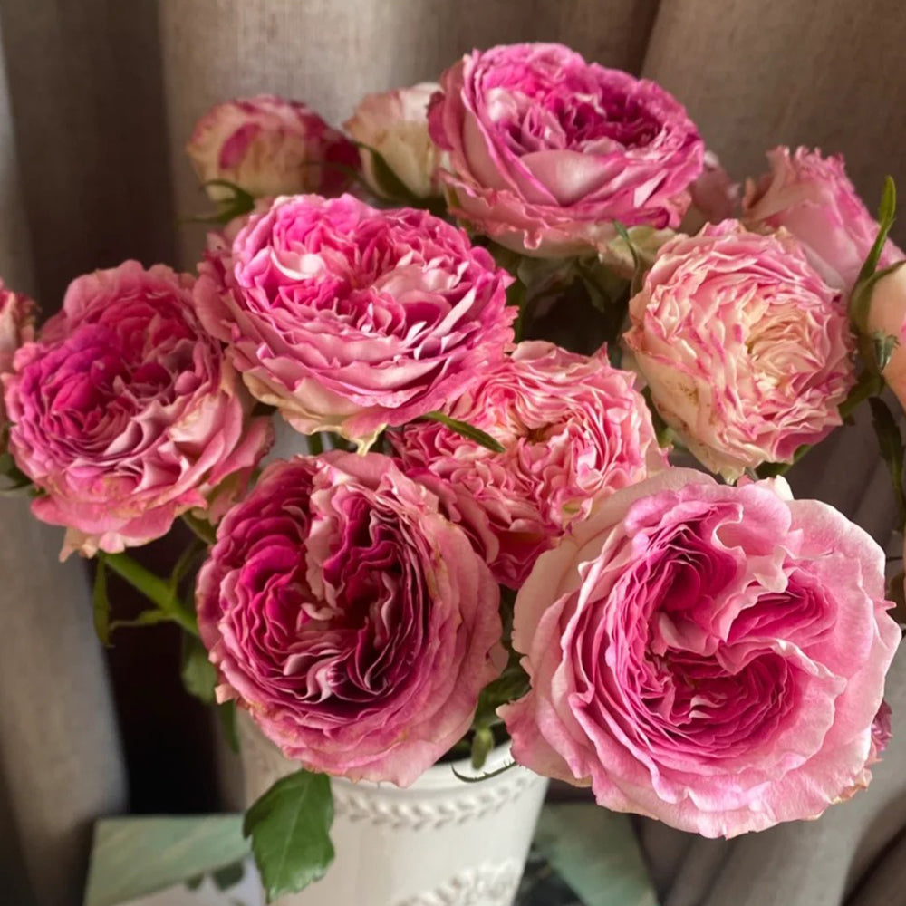 Dutch Florist Shrub Rose Inspired by Dory
