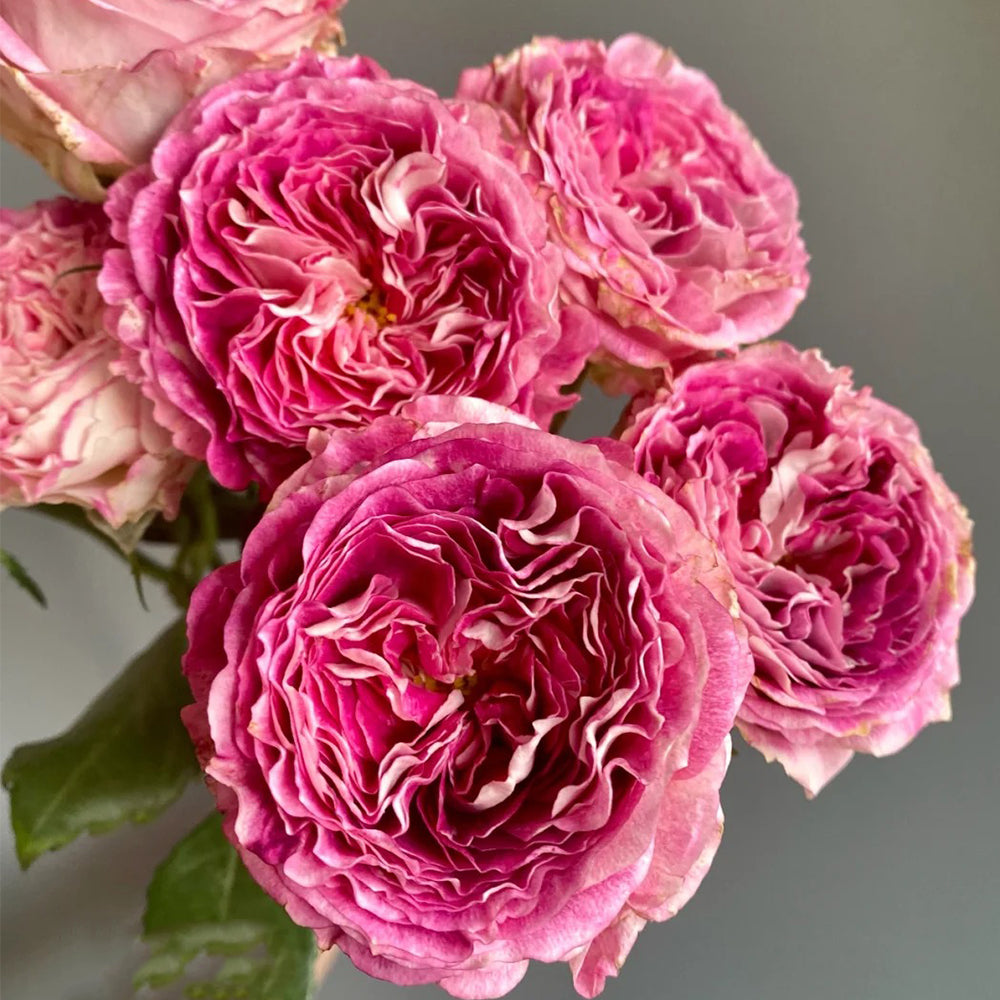 Dutch Florist Shrub Rose Inspired by Dory