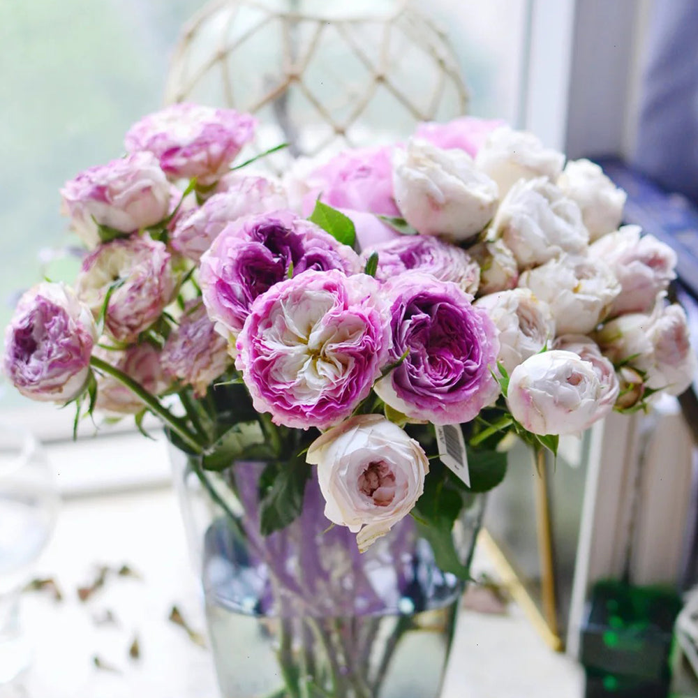 Dutch Florist Shrub Rose Inspired by Dory