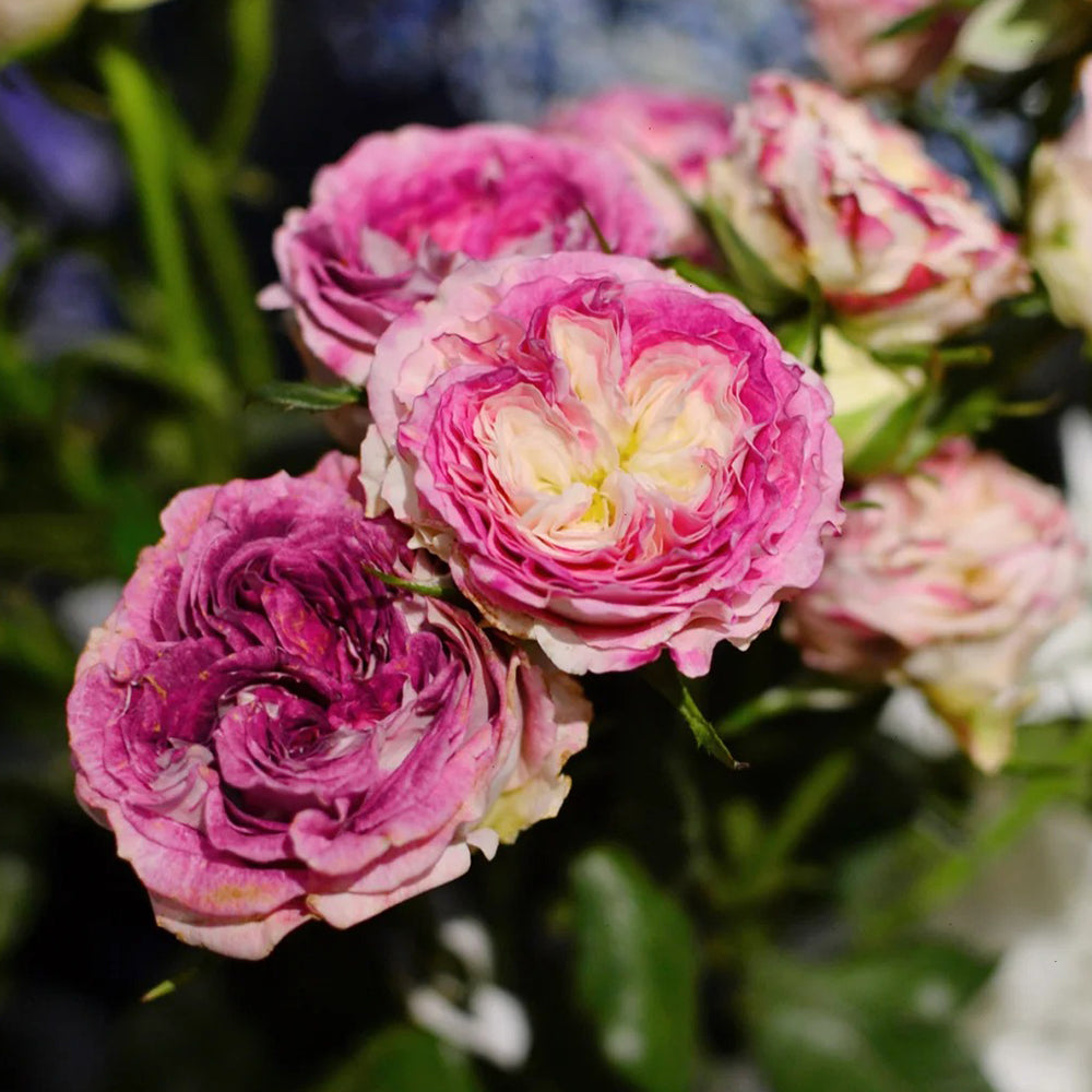 Dutch Florist Shrub Rose Inspired by Dory