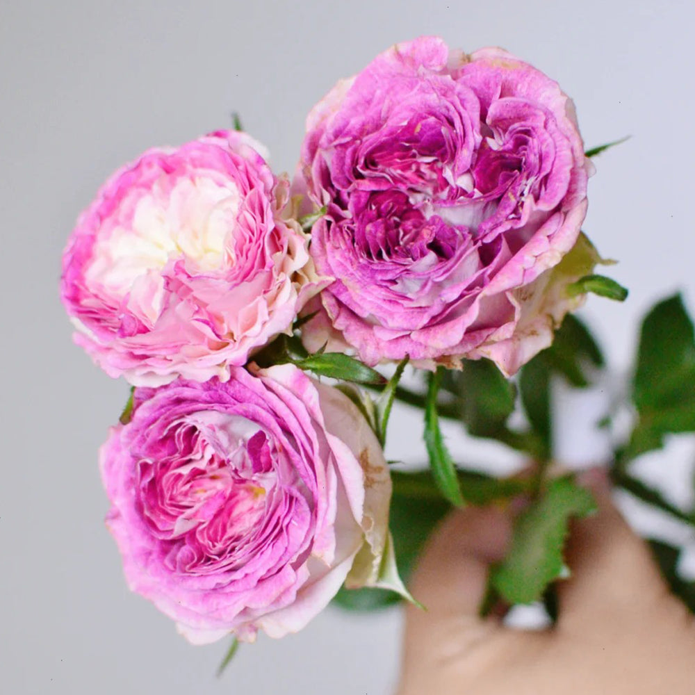 Dutch Florist Shrub Rose Inspired by Dory