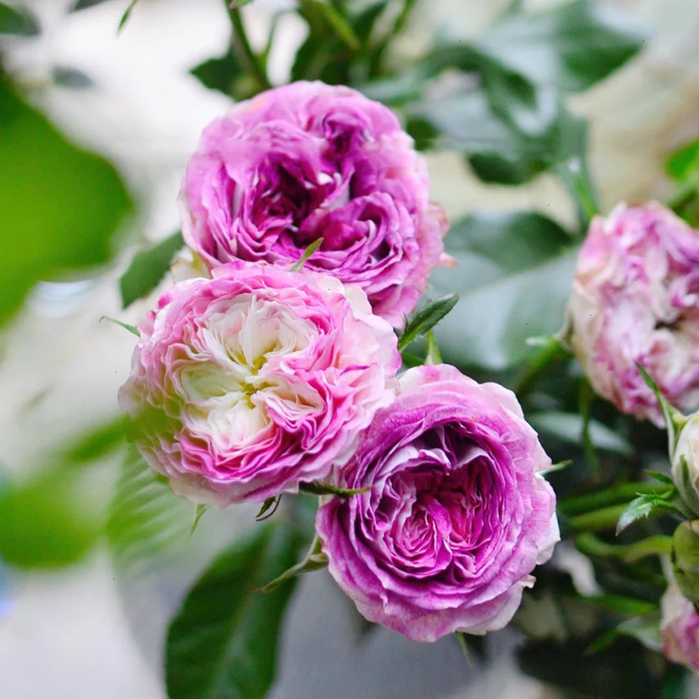 Dutch Florist Shrub Rose Inspired by Dory